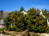 Annisquam Spruces - During