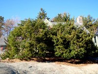 Annisquam Spruces - After