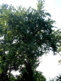 Johnny's Tree - Before