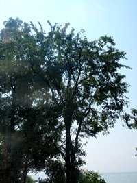 Johnny's Tree - After